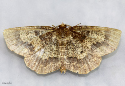 Pale Metarranthis Moth Metarranthis indeclinata #6825