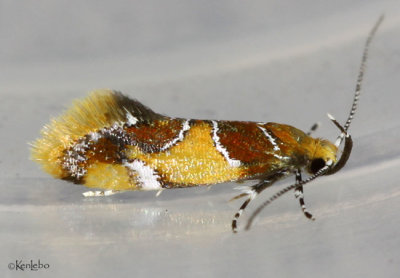 Orange-headed Epicallima Moth Callima argenticinctella #1046