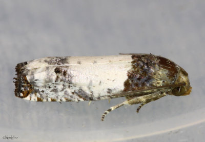 Goldenrod Gall Moth Epiblema scudderiana #3186