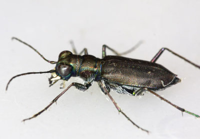 Punctured Tiger Beetle Cicindela punctulata