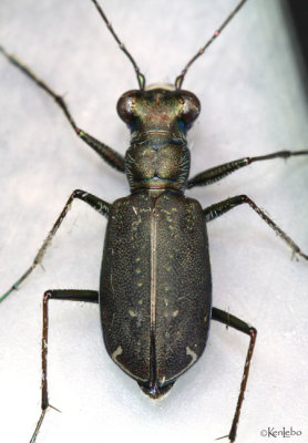 Punctured Tiger Beetle Cicindela punctulata