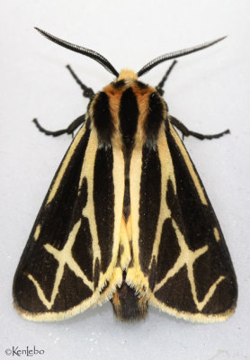 Harnessed Tiger Moth Apantesis phalerata #8169