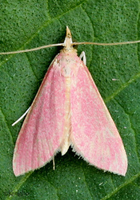 Inornate Pyrausta Moth Pyrausta inornatalis #5037