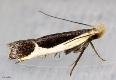 Cream-edged Dichomeris Moth Dichomeris flavocostella #2295