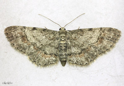 Texas Gray Moth Glenoides texanaria #6443