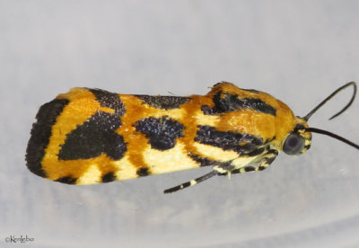 Common Spragueia Moth Spragueia leo #9127