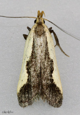 Indented Dichomeris Moth Dichomeris inserrata #2297