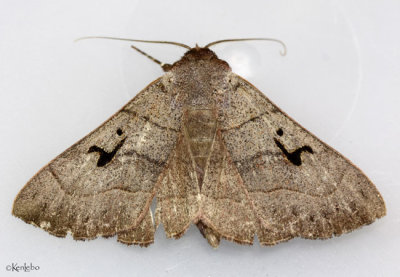 Brown Panopoda Moth Panopoda carneicosta #8588