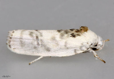 Pale Gray Bird-dropping Moth Antaeotricha leucillana #1014