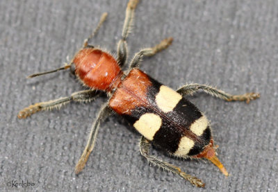 Checkered Beetle Enoclerus quadrisignatus