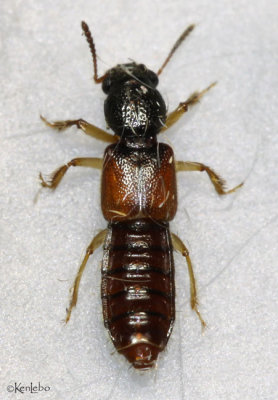 Spiny-legged Rove Beetle - Bledius