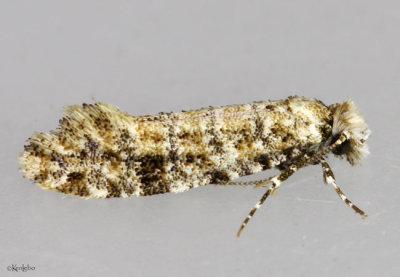 Clemens' Bark Moth Xylesthia pruniramiella #0317