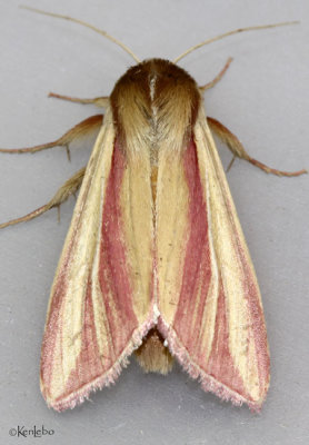 Pink Streak Moth Dargida rubripennis #10434