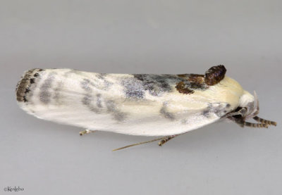 Schlaeger's Fruitworm Moth Antaeotricha schlaegeri #1011