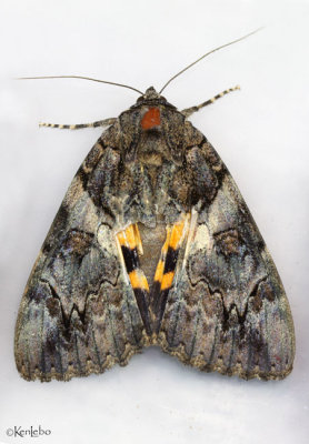 Penitent Underwing Moth Catocala piatrix #8771