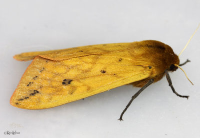 Isabella Tiger Moth Pyrrharctia isabella #8129