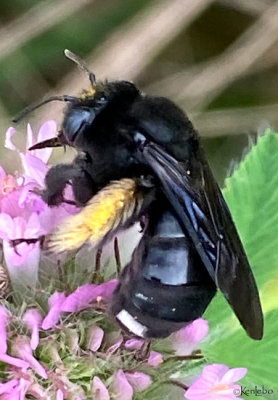 Two-spotted Longhorn Bee Melissodes bimaculatus