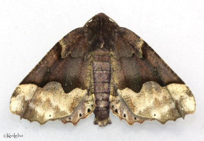 Hubner's Pero Moth Pero ancetaria #6748
