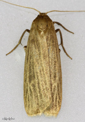 Pale Lichen Moth Crambidia pallida #8045.1