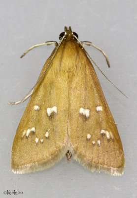 White-spotted Brown Moth Diastictis ventralis #5255