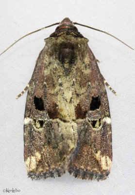 Variegated Midget Moth Elaphria versicolor #9678