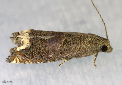 Ragweed Borer Epiblema strenuana #3172