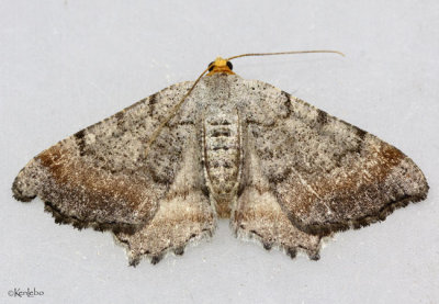 Minor Angle Moth Macaria minorata #6340