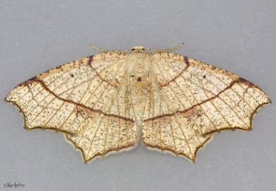 Oak Besma Moth Besma quercivoraria #6885