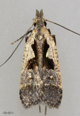 Bilobed Dichomeris Moth Dichomeris bilobella #2291