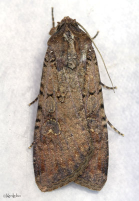 Variegated Cutworm Peridroma saucia #10915