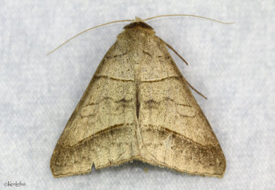 Texas Mocis Moth Mocis texana #8745