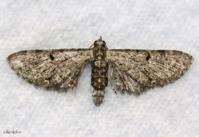 Common Eupithecia Eupithecia miserulata #7474