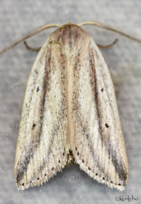 Feeble Grass Moth Amolita fessa #9818