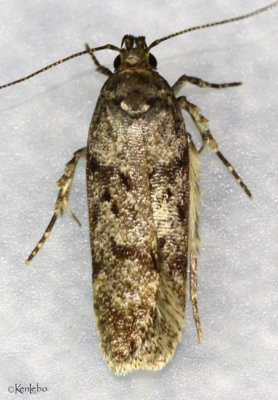 Boxelder Leafworm Moth Chionodes obscurusella #2099