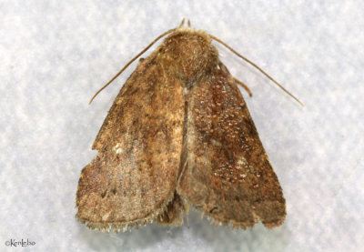 Small Brown Quaker Moth Pseudorthodes vecors #10578