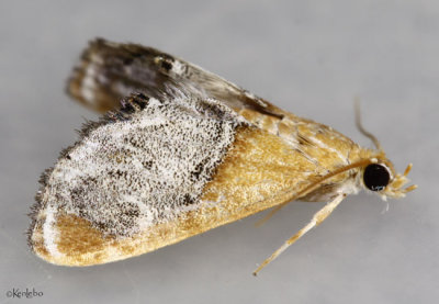 Sooty-winged Chalcoela Moth Chalcoela iphitalis #4895