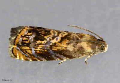 Lesser Appleworm Moth Grapholita prunivora #3429