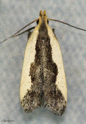 Indented Dichomeris Moth Dichomeris inserrata #2297