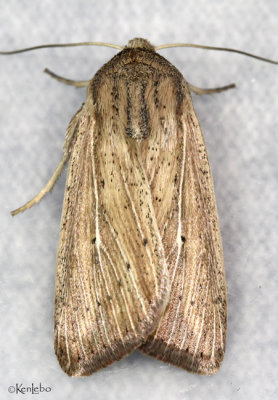 Linda Wainscot Moth Leucania linda #10445