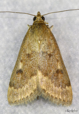 Garden Webworm Moth Achyra rantalis #4975