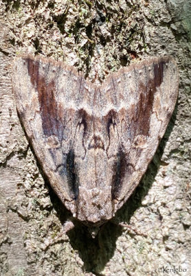 Angus Underwing Moth Catocala angusi #8783