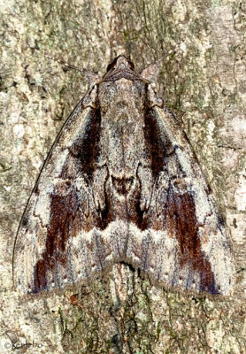 Angus' Underwing Moth Catocala angusi #8783