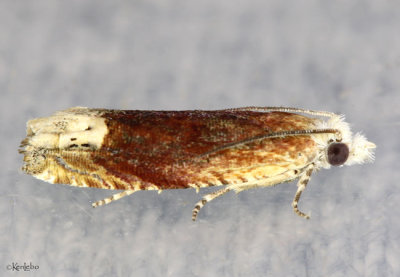 Reddish Phaneta Moth Eucosma raracana #2928