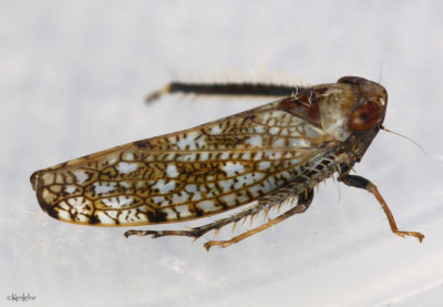 Japanese Leafhopper - Orientus ishidae