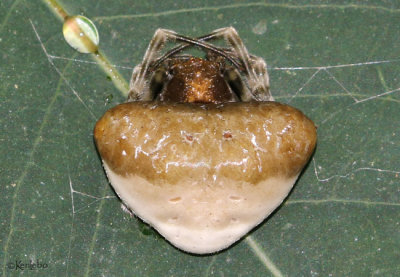Toadlike Bolas Spider Mastophora phrynosoma