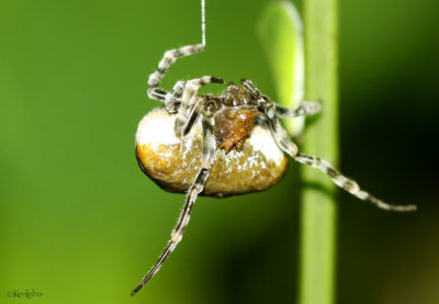 Toadlike Bolas Spider Mastophora phrynosoma