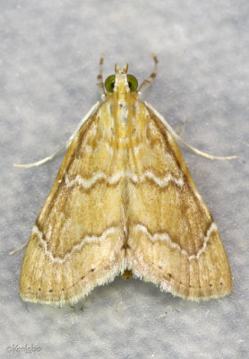 White-roped Glaphyria Moth Glaphyria sesquistrialis #4870