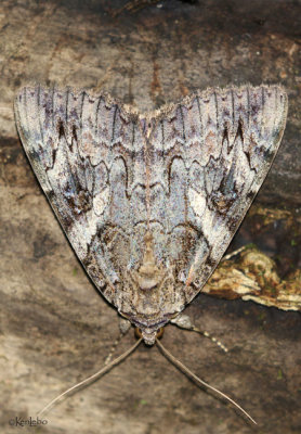 Penitent Underwing Moth Catocala piatrix #8771