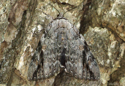 Sad Underwing Moth Catocala maestosa #8793