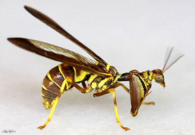Mantisfly - Climaciella brunnea